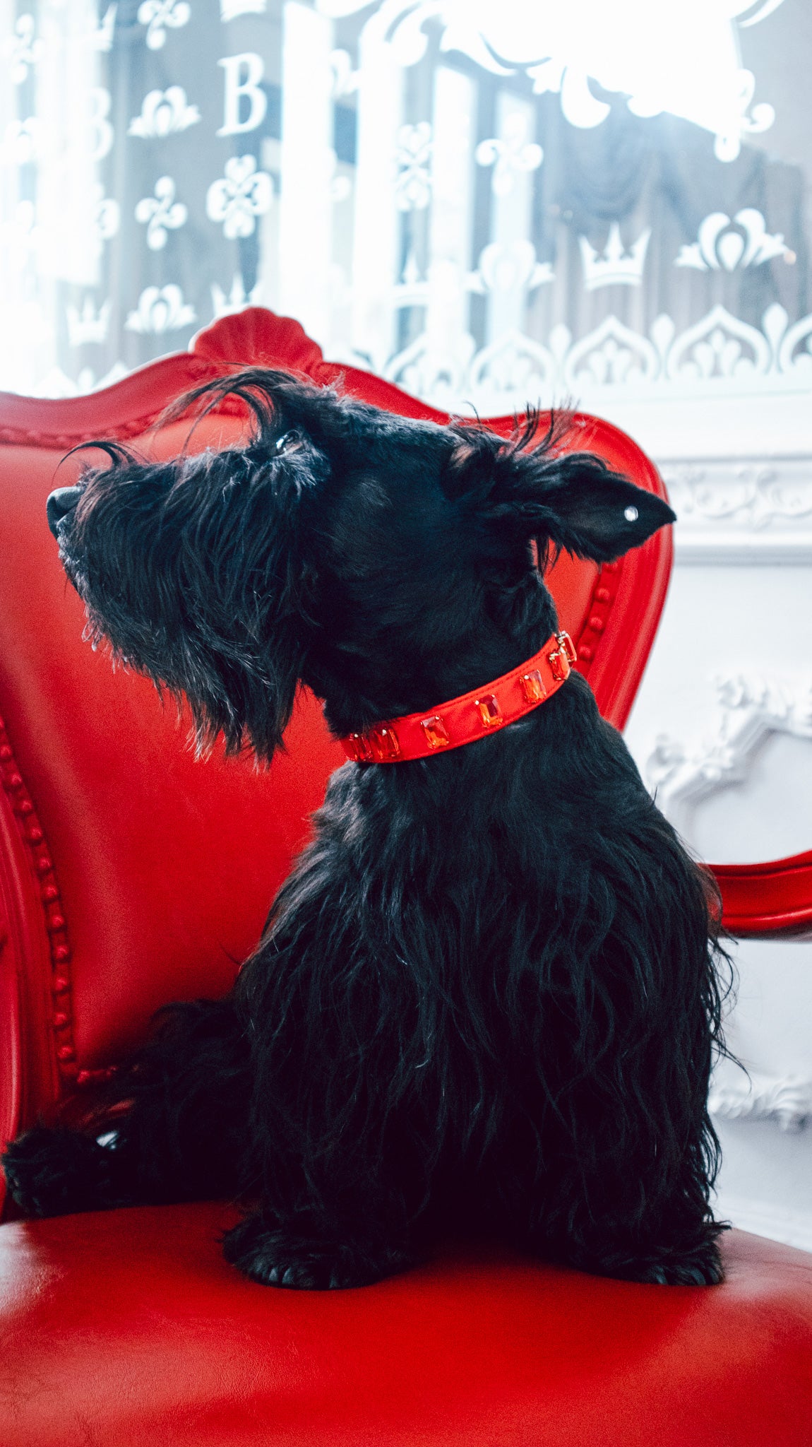 Swarovski Collars