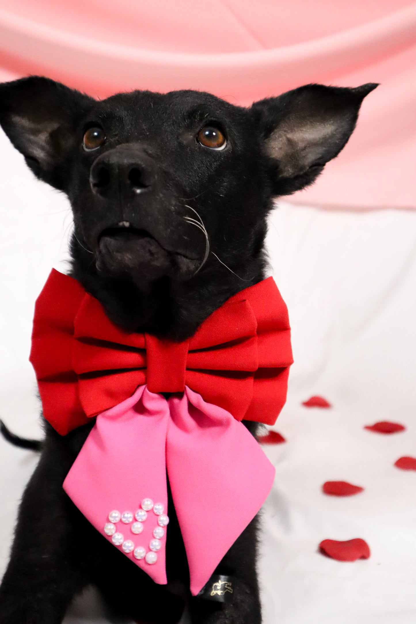 XO IN LOVE Sailor Bow